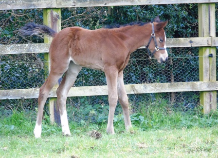 2020 filly by Roaring Lion